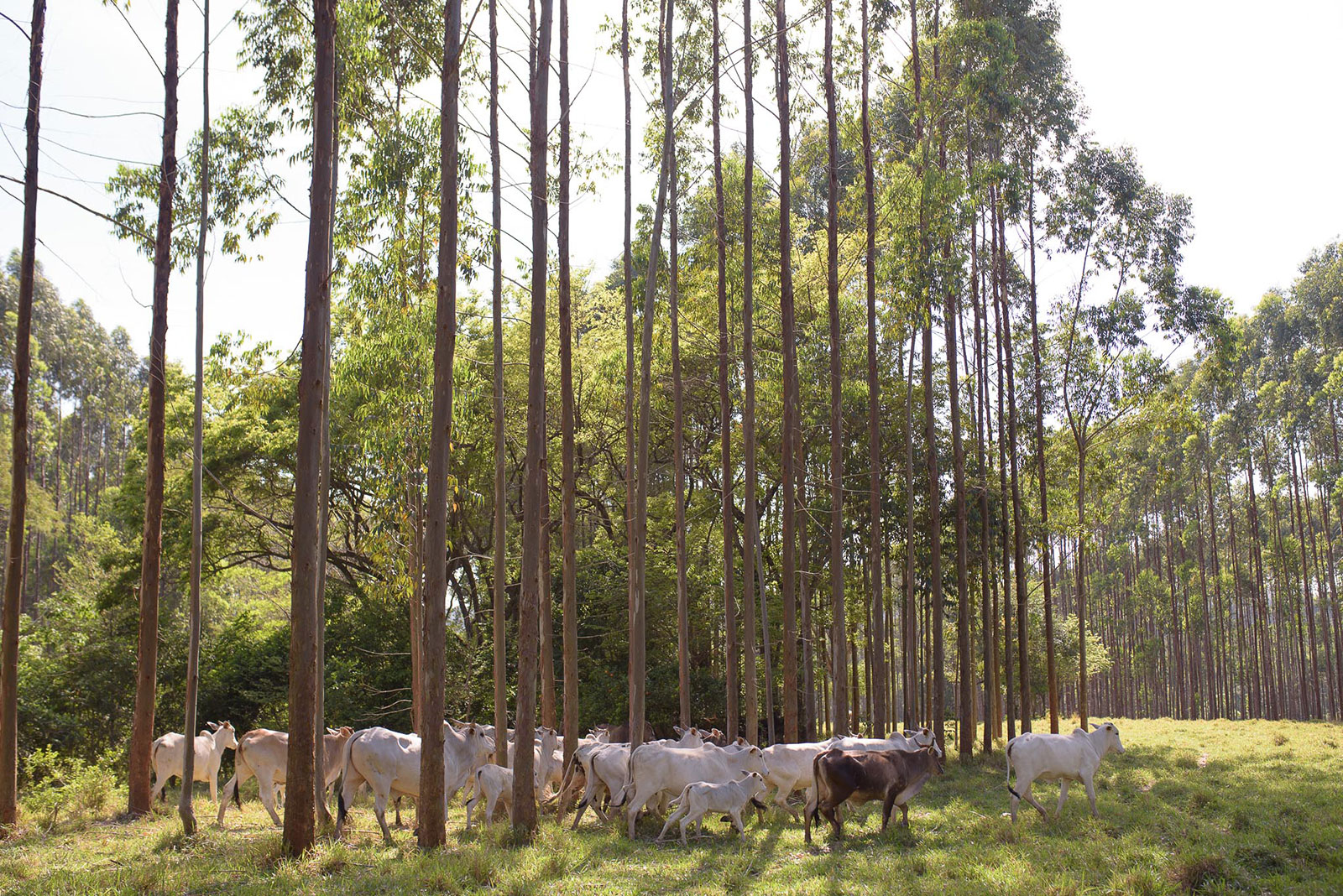 Integração silvicultura-pecuária-agricultura.