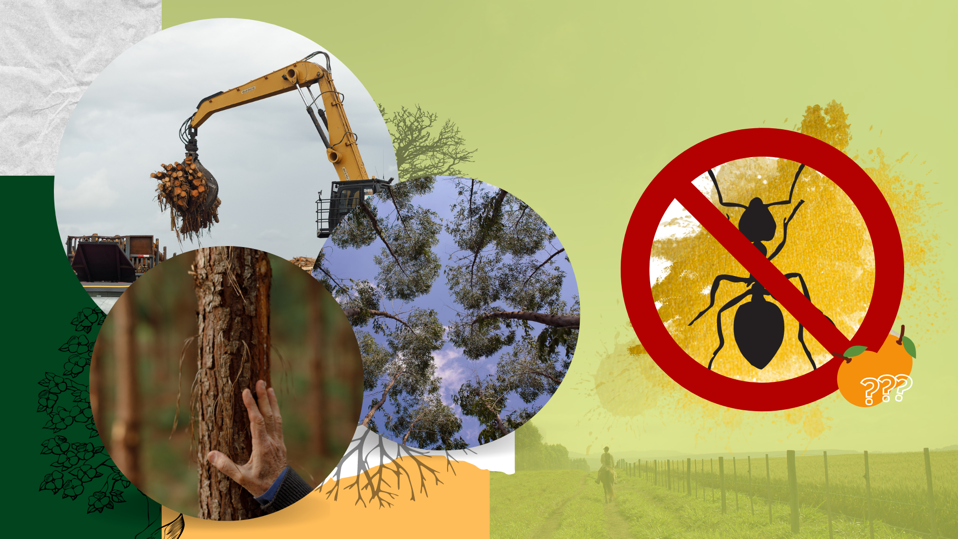 As formigas-cortadeiras podem comprometer a produtividade da sua plantação