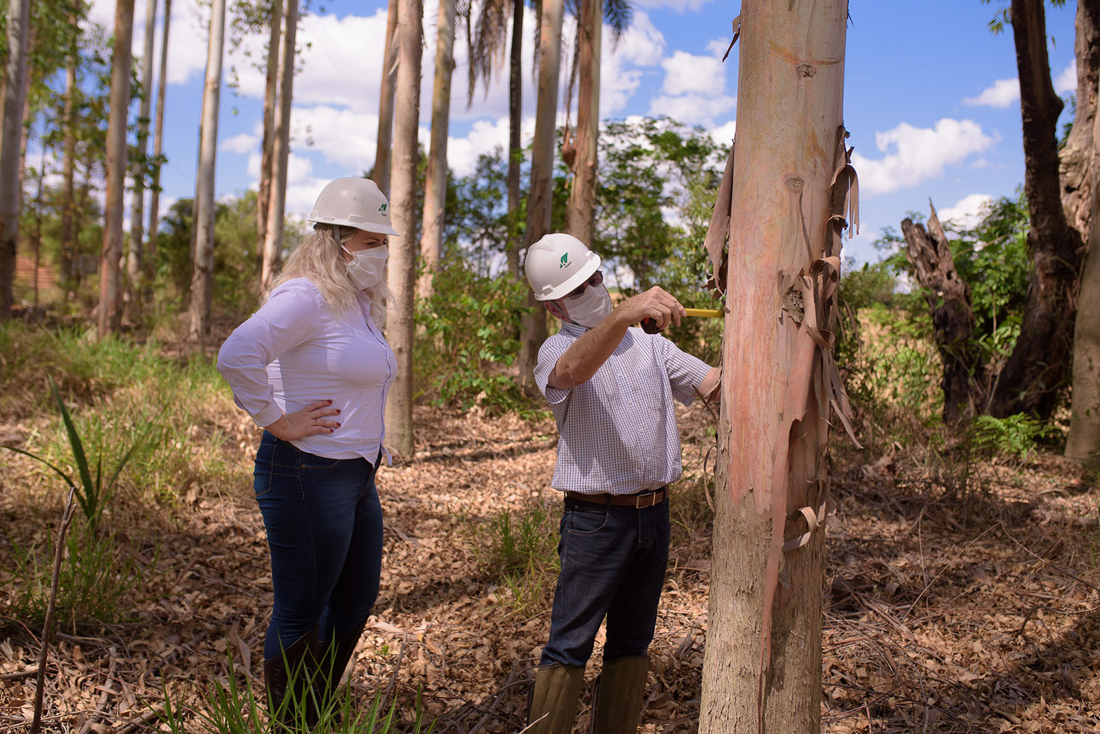 Modalidade de parceria permite negociar a venda antecipada da floresta