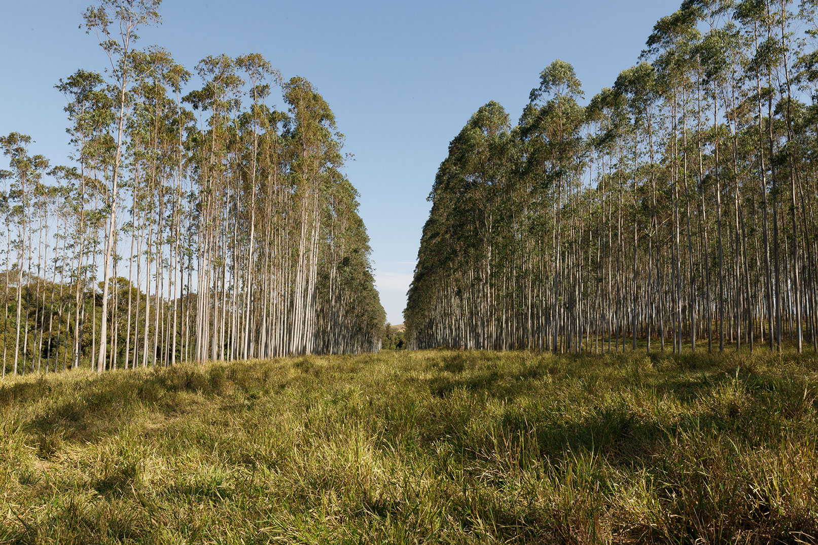 SECA ÁRVORES JOVENS