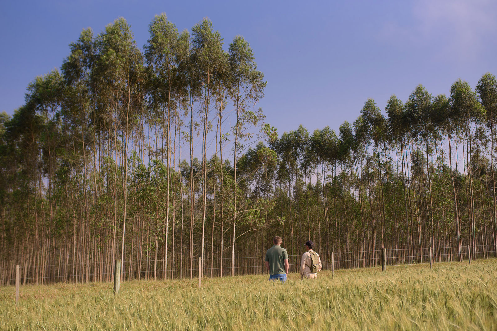 Árvores Plante com a Klabin