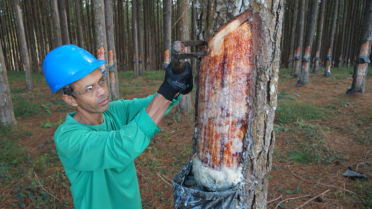 Região tradicional pela produção de resina de pínus ganha nova opção de renda para o setor, através do Plante com a Klabin