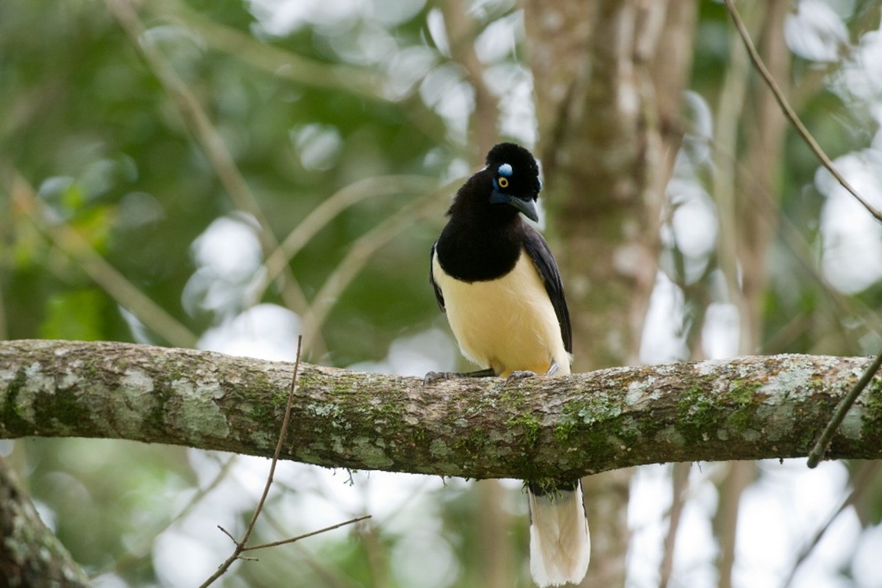 A nossa série SustentaWhat? está de volta! Dessa vez vamos falar sobre biodiversidade, abordando sua importância e as ações da Companhia e do Plante com a Klabin para o desenvolvimento sustentável.