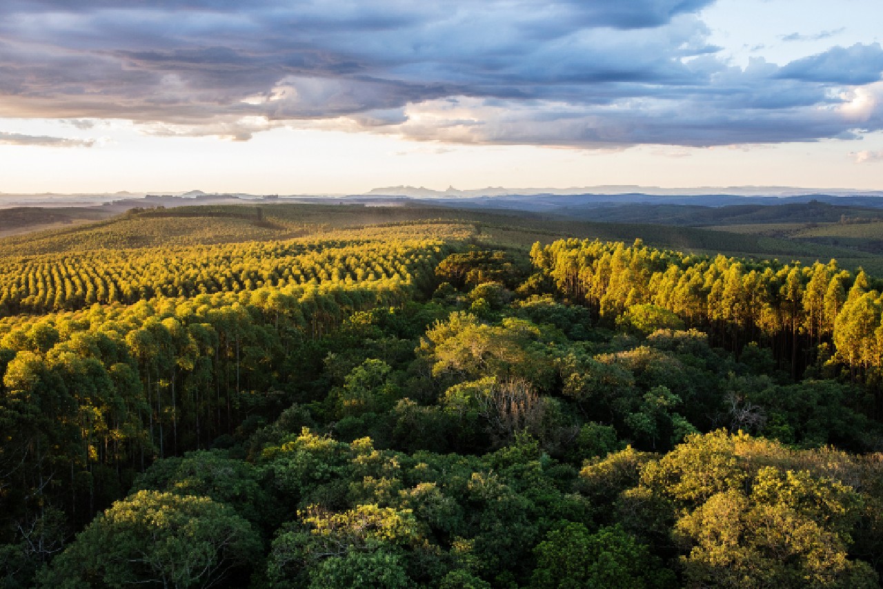 Para ser parceiro do Plante com a Klabin é necessário possuir as certificações florestais. Confira em nossa matéria qual a importância desses selos para toda a cadeia produtiva, bem como quais são as principais vantagens conferidas aos produtores rurais certificados.