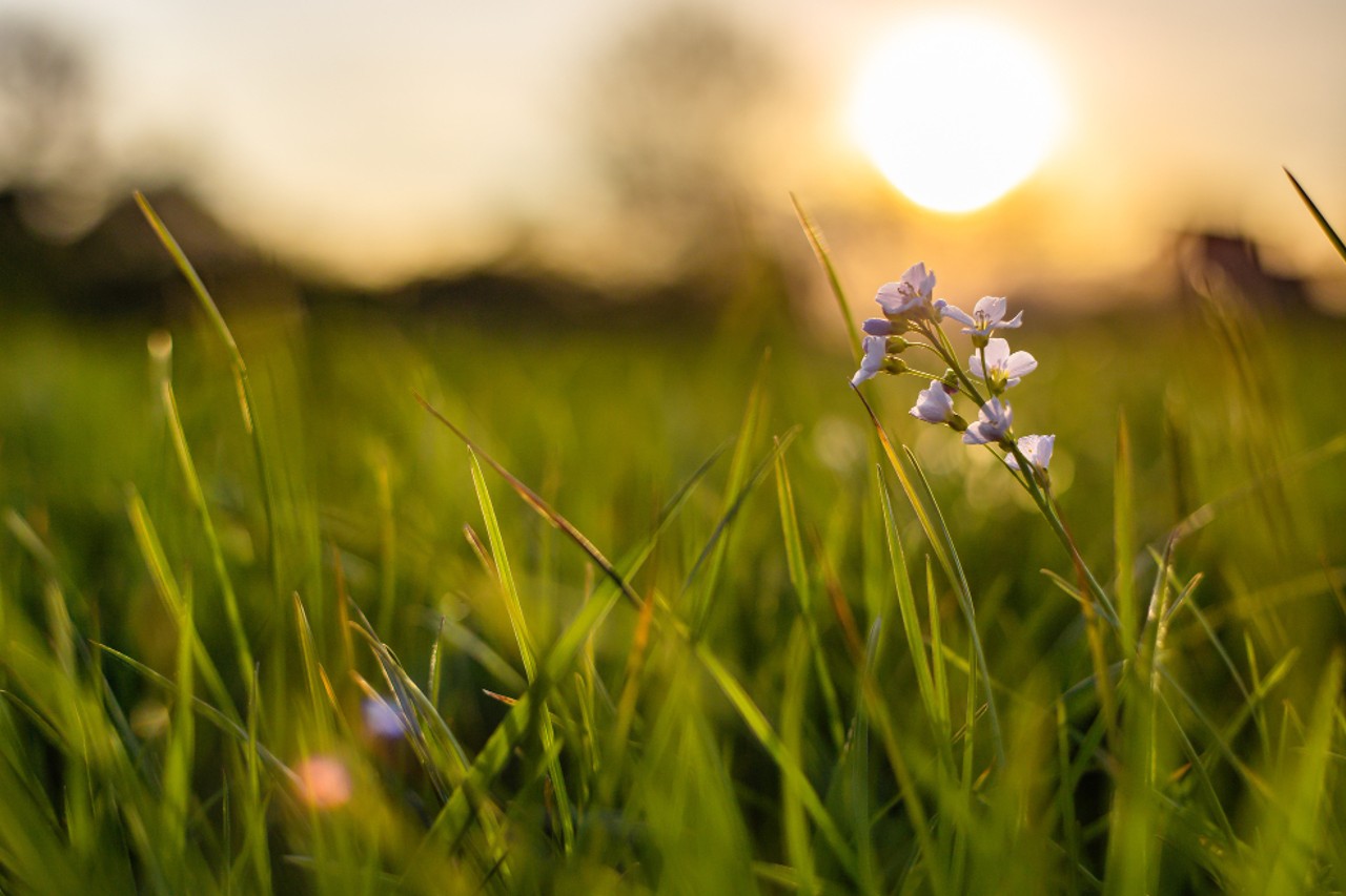 Para garantir que as florestas cresçam com o vigor e a produtividade esperada é importante seguir corretamente com todas as etapas do ciclo florestal. Uma delas é o combate e controle adequado de ervas daninhas (matocompetição). 