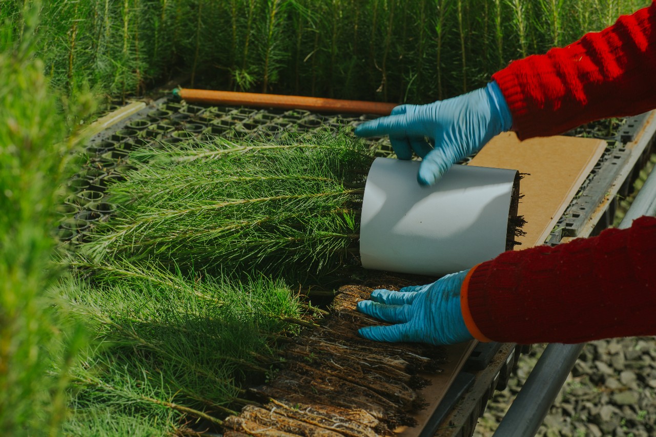 Cada etapa do ciclo florestal é indispensável para garantir uma floresta produtiva e uma matéria prima de qualidade. E ao fim de todos os processos, quando a madeira é finalmente colhida, o ciclo e a parceria ainda podem continuar! 